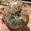 Thumbnail: Ammonite Fossil Whole