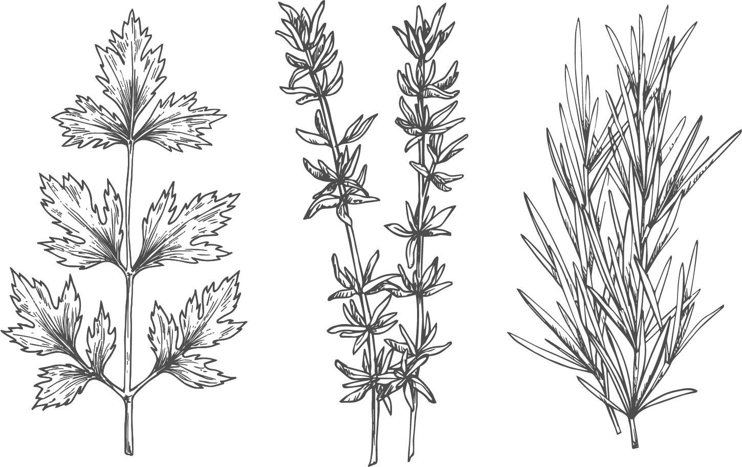 cungust 25 Kräuter Illu.png