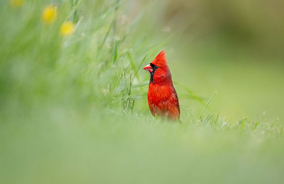 22-_Kathrin_Swoboda_Between_Field_and Meadow - Kathrin Swoboda.jpg