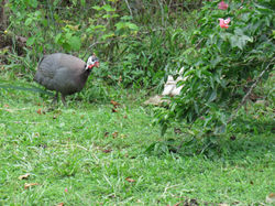Guinea Hen