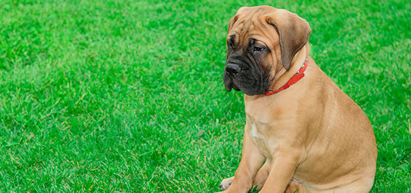 bullmastiff-dog-feeding-diet