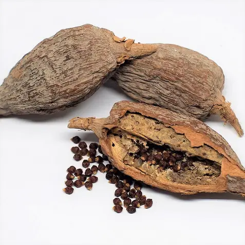 Alligator pepper dried.webp