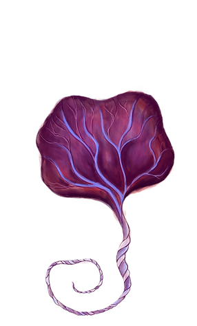 placenta
