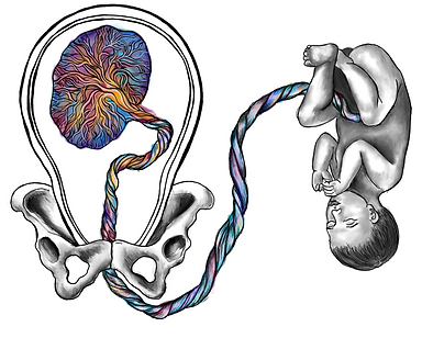 Dessin anatomique. Bébé relié au placenta. Utérus. Bassin