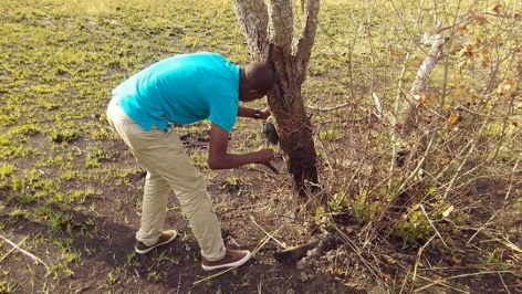 Arfou, during a camera trap installation as part of the eco-monitoring programme for PN Pendjari in Benin vision 2026
