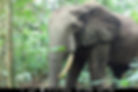 Les éléphants au Cameroun par le WWF