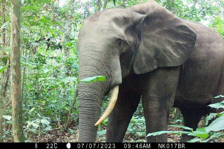 Les éléphants au Cameroun par le WWF