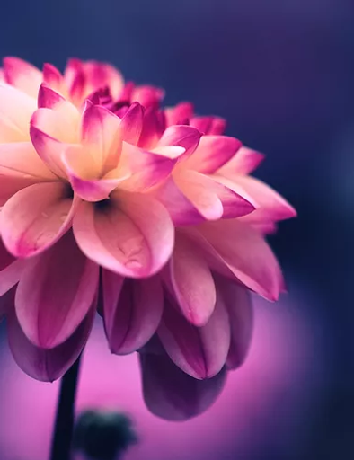 Image by Tj Holowaychuk.webp
