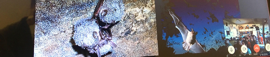 Skype a Scientist