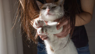 Posing Cats