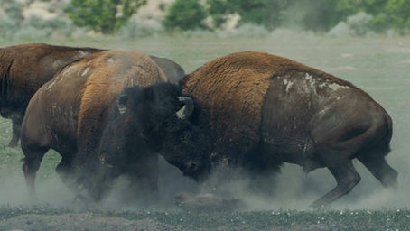 Aseguramiento de la calidad universitaria: el equilibrio de fuerzas en tensión
