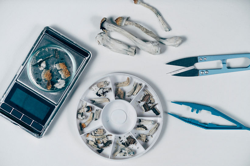 Alternative medicine. Microdosing dried psilocybin mushroom, digital scale and pill box on