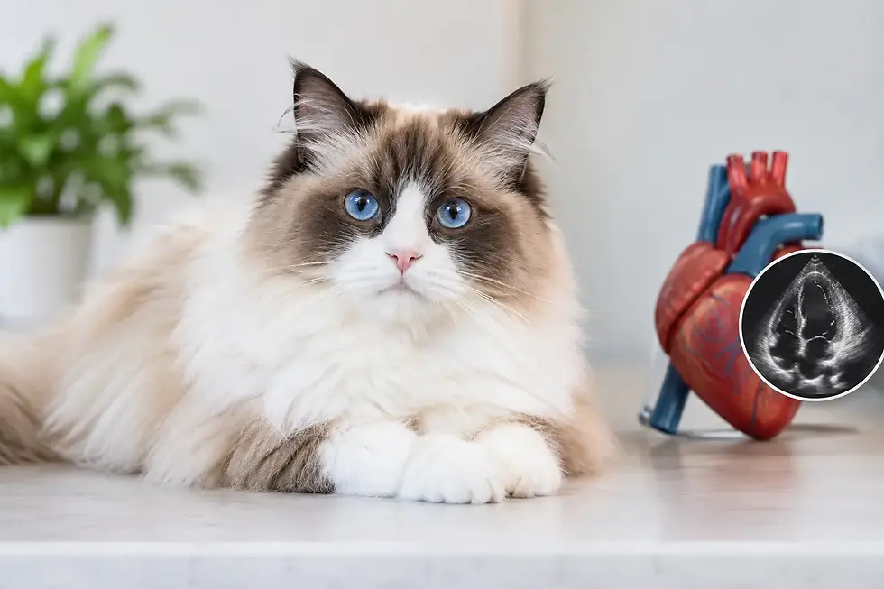 HCM Negative Parent Example for Ragdoll Buyers