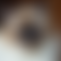 Understanding Seal Point Ragdoll Cats