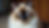 Close-up view of a seal point Ragdoll cat’s face showing its dark brown points