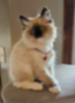 High angle view of a seal point Ragdoll cat playing with a toy mouse
