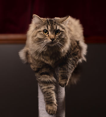 HillRaisingRagdolls2026-9.jpg