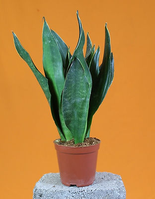 sansevieria trifasciata black diamond.jp