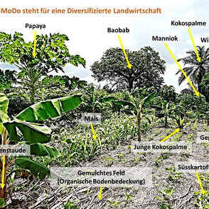 Densité de biodiversité élevée et sols sains
