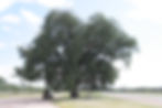Marula Tree