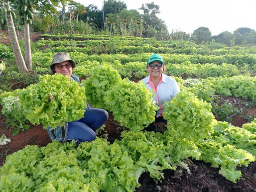 AGORA É LEI: Escolas e hospitais públicos terão refeições com alimentos orgânicos