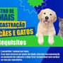 Prefeitura de Zabelê divulga critérios para cadastro de cães e gatos no programa de castração