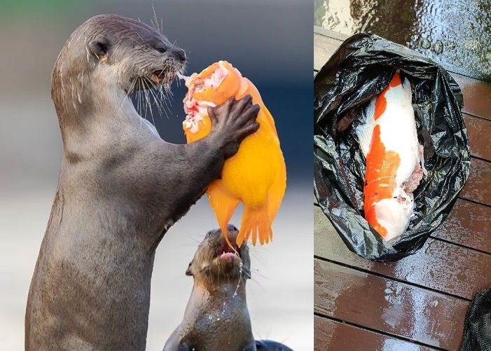 Otters eating fish