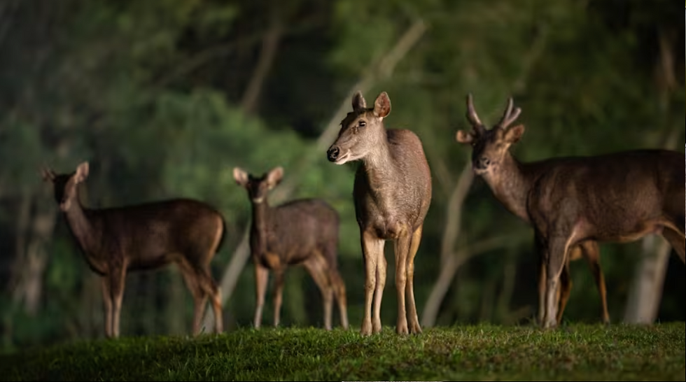 Sambar Deer