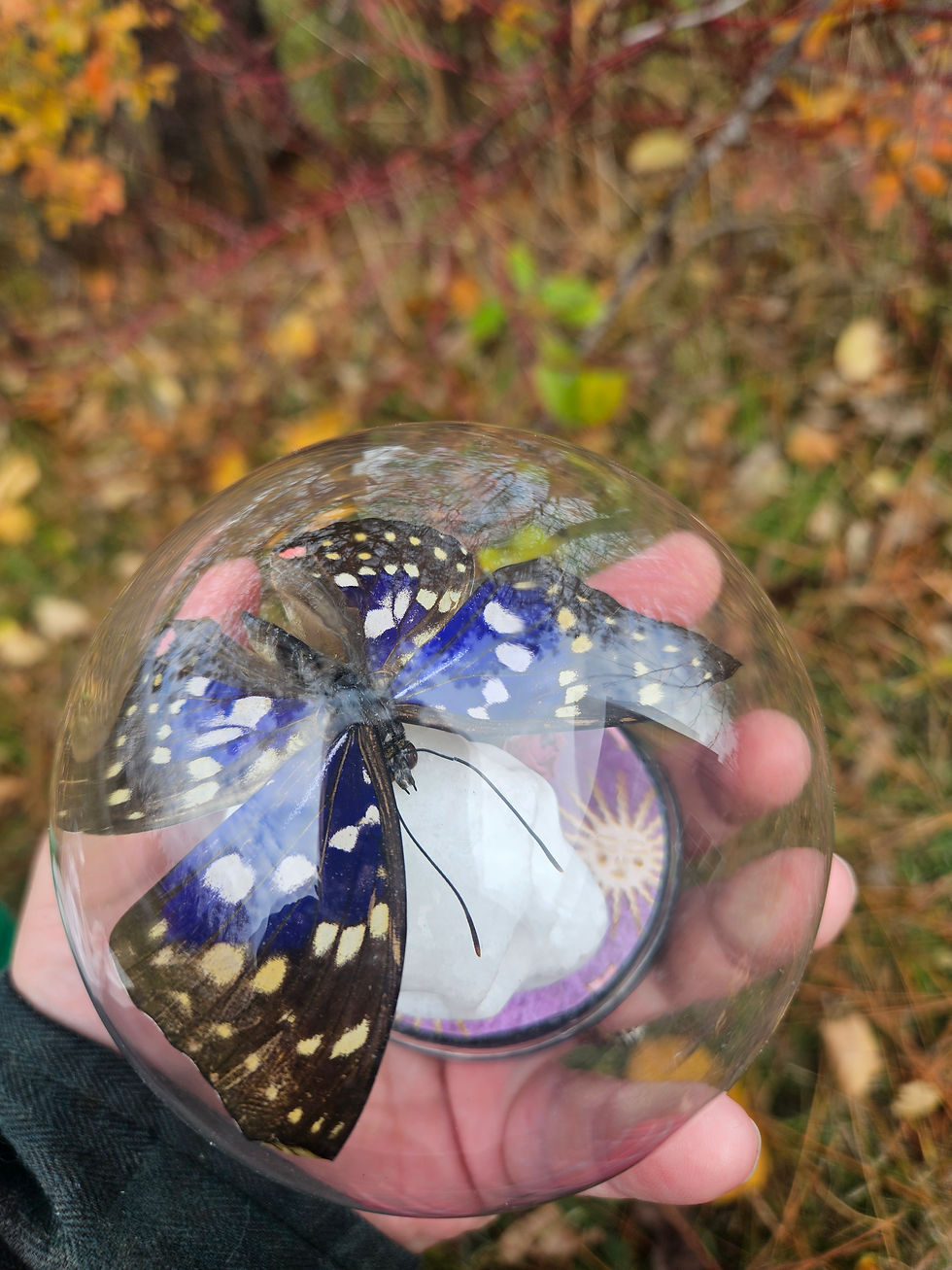 Thumbnail: White Crystal Skull Mini Globe Terrarium