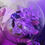 Thumbnail: Blue Carpenter Bee Globe Terrarium