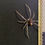 Thumbnail: Brown Spiders in Vintage Frame