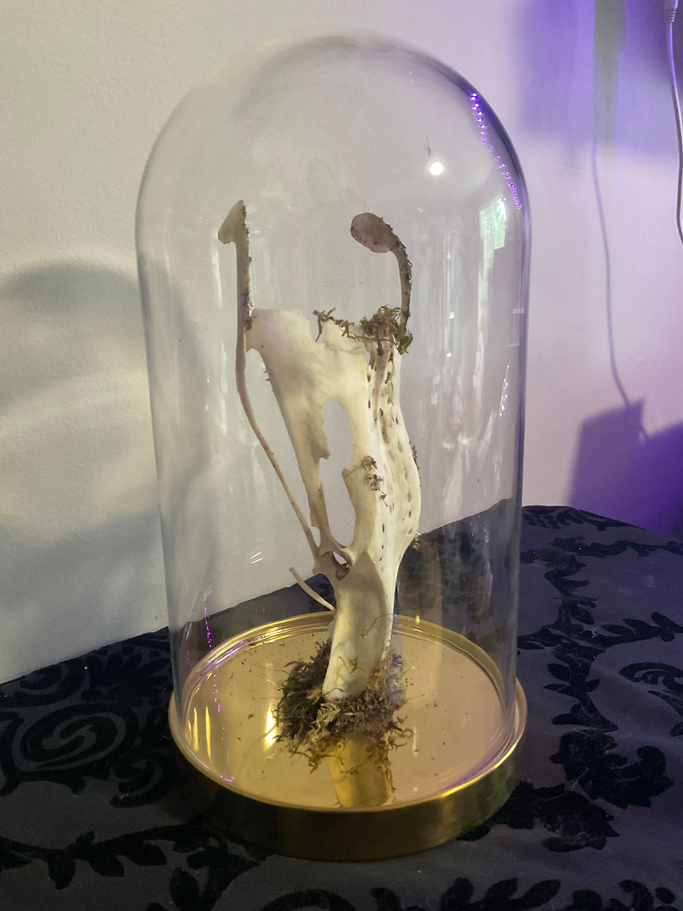 Thumbnail: Bone in Glass Cloche