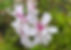IMG_8961_edited.jpg