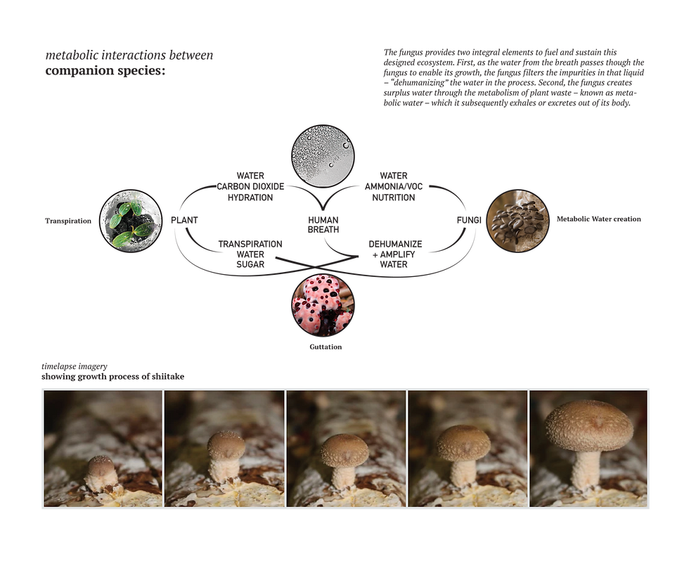 Diagram detailing shiitake as companion species "dehumanizing" water