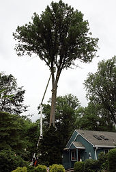 2019 0625 Tree (29).jpg