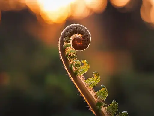 Ein zartes Farnblatt, das sich ausrollt. Afterglow-Down bei Hochsensibilität | Wenn schöne Momente müde mache