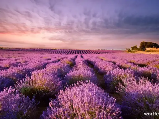 Ein riesiges Lavendelfeld im Hochsommer, mit unzähligen blühenden Lavendelpflanzen in weiter Landschaft, Blogbild zu "Sonnenräucherungen: Den Duft des Lichts empfangen", Wortfeger Atelier