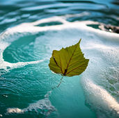 Ein kleines Blatt eines Baumes schwimmt im Sprudel des Whirlpools - Blogartikel Whirlpool-Stress und das soziale Chamäleon - Normalitlät von Hochsensiblen