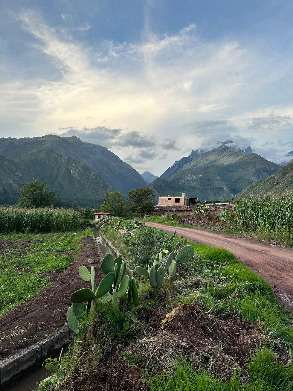 Countryside scene with cactus and crops lining a dirt road, leading to a house. Mountains and a cloudy sky form the serene backdrop.