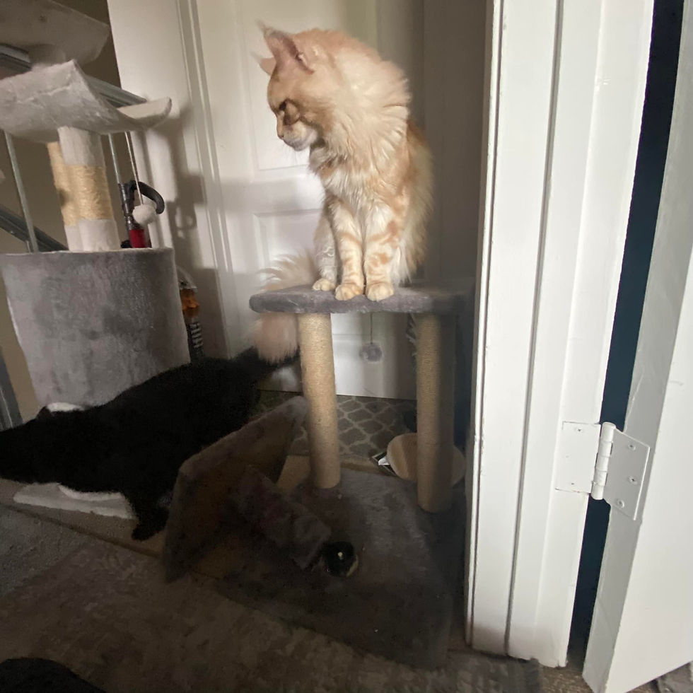 Thumbnail: Maine Coon -KING and QUEEN