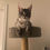 Thumbnail: Finn -Staying in Cattery