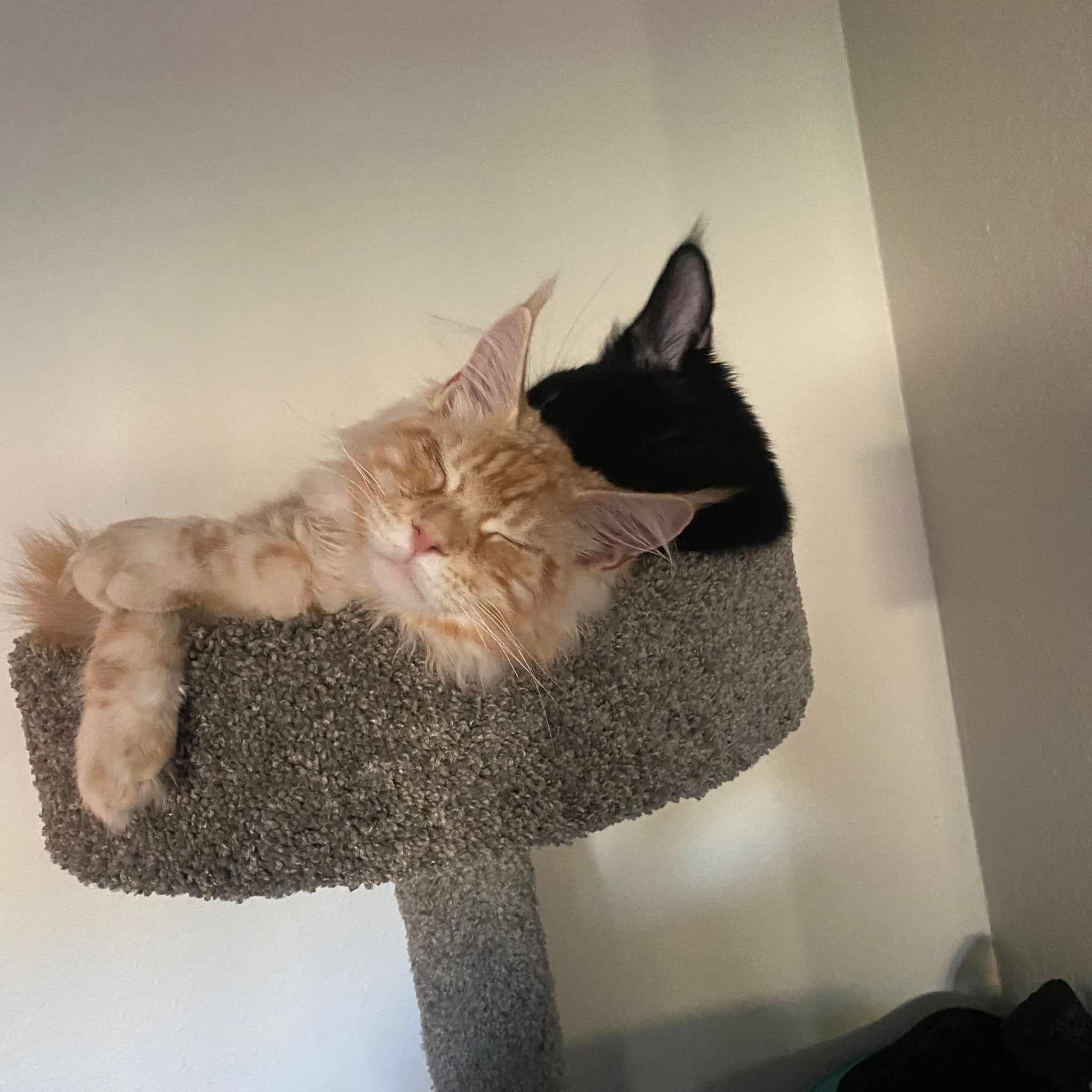 Maine Coon -KING and QUEEN