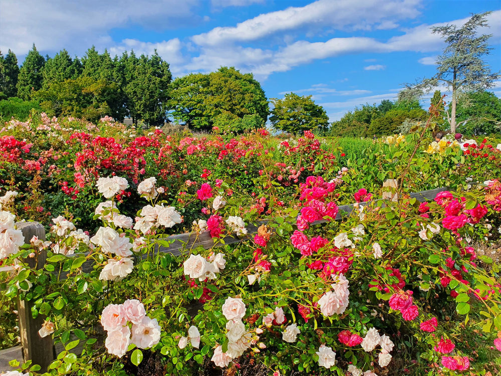 Picnic in Queen Elizabeth Park rose garden