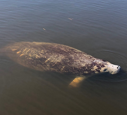 Manatee