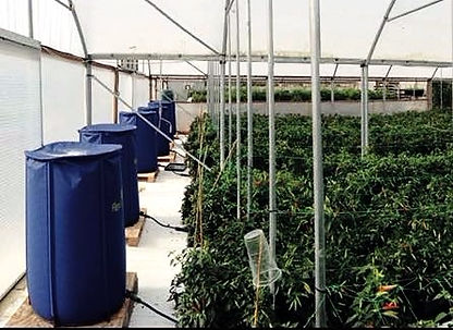 Autopot réservoirs Flexitank dans serre