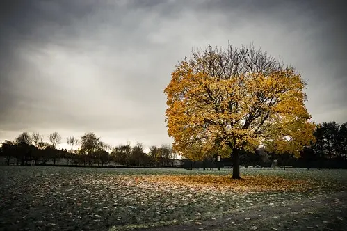 A tree in fall next to a field that is shedding its leaves during the fall. The leaves are yellow on the green field. There is an ominous feeling portrayed in the photo of being alone.