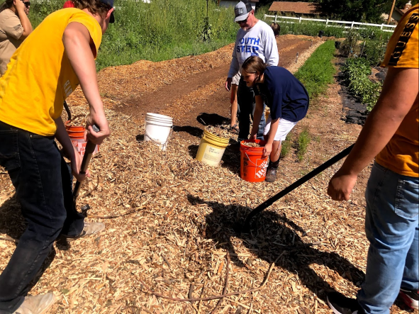 Volunteer Event: ECO Farm eXperience - Plant Hugelkultur Piles (weed & mulch) for Food Forest (Cottonwood, AZ)