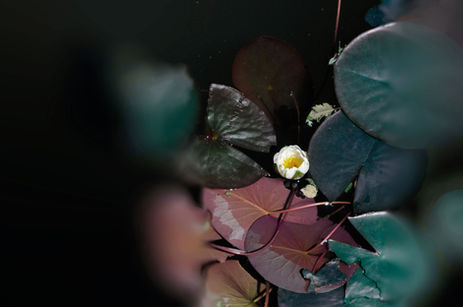 estelle magnin conte d'aquarium