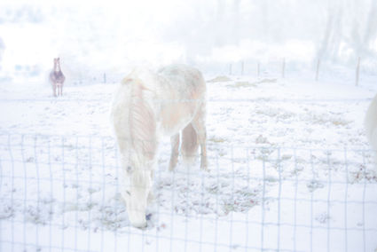 estelle magnin photography