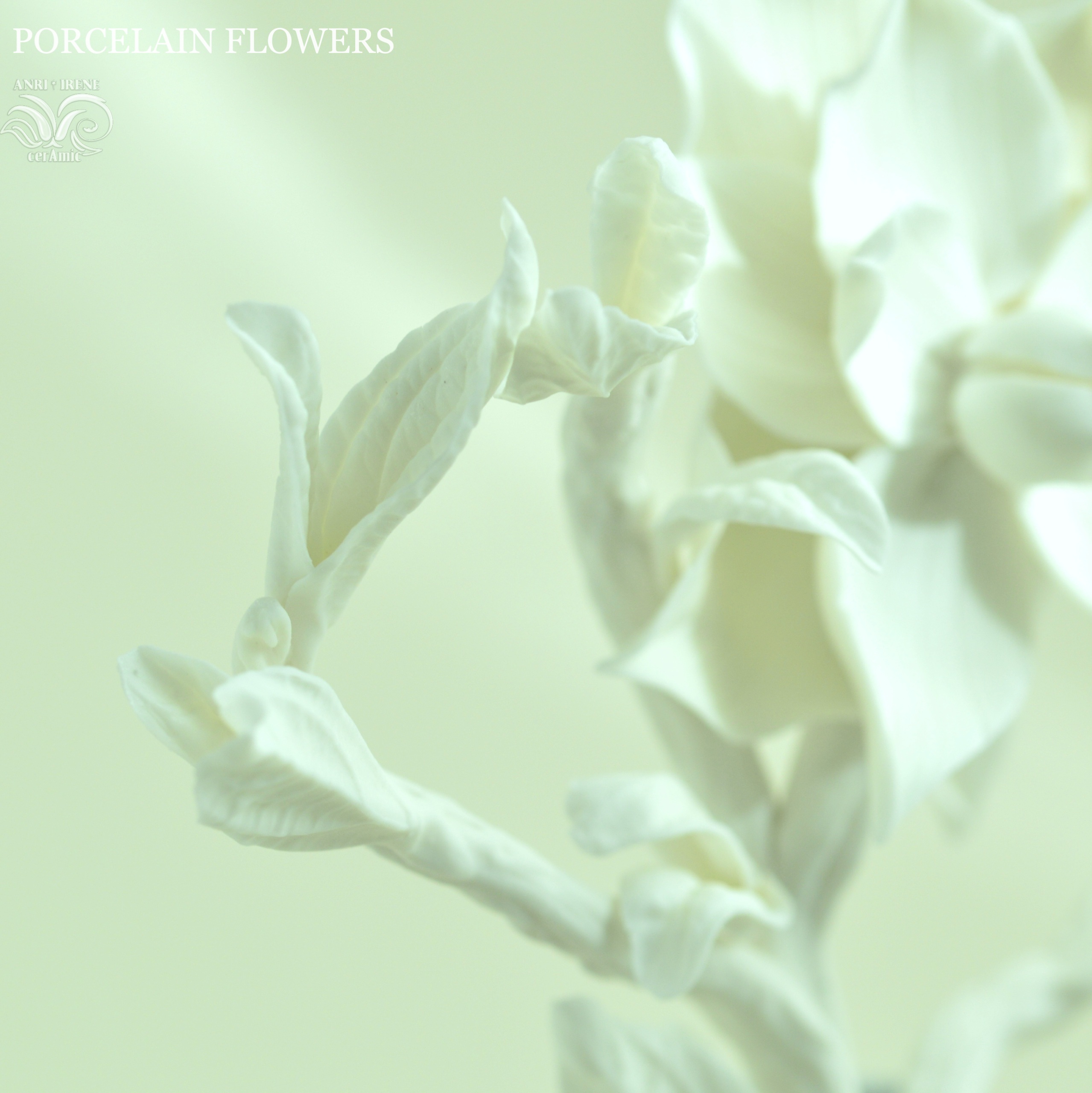 White porcelain magnolia